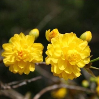 Cây mai cúc 150 cánh - hoa siêu đẹp, góc bonsai đẹp, chuẩn giống