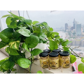 sữa ong chúa nguyên chất 100%