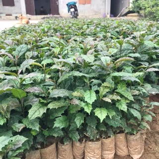 Combo 5 cây xạ đen chính hiệu Hoà Bình