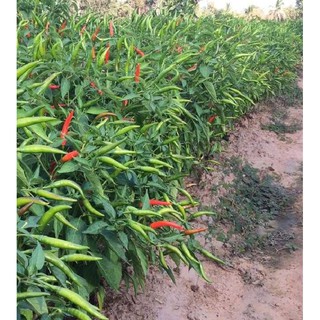 Hạt giống Ớt chỉ thiên (rất cay) – 30Hạt