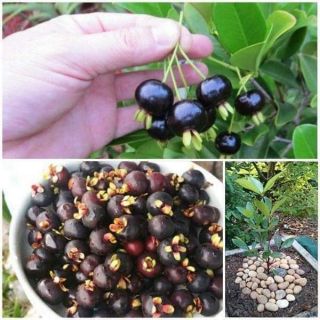 Cây cherry lùn sắp trái