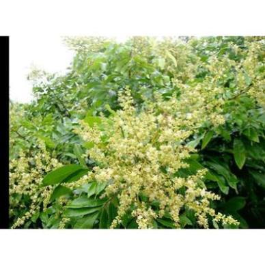 Phân bón Siêu Lân Hũ 1kg. Ra rễ cực mạnh, Bật mầm chồi. Thúc ủ mầm hoa. Rau màu, hoa, cây cảnh