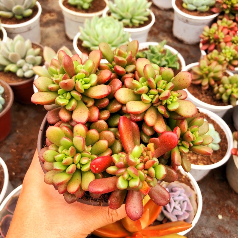 Siêu giảm giá sen đá ruby cành szie trung