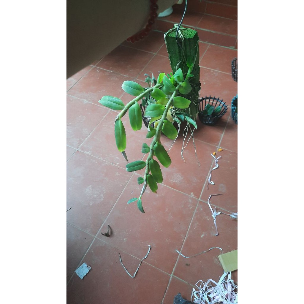 hoa phong lan phi điệp tím thái | BigBuy360 - bigbuy360.vn