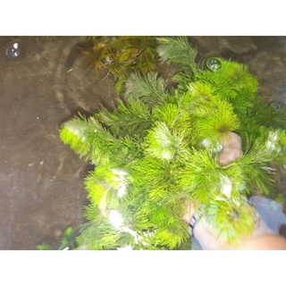 cây thủy sinh Tiểu Bảo Tháp- Huấn Sinh Vật Cảnh