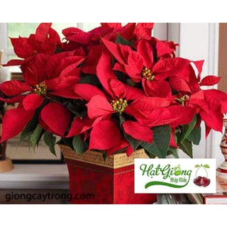 Gói 100 hạt giống cây trạng nguyên màu đỏ LINH NGOC