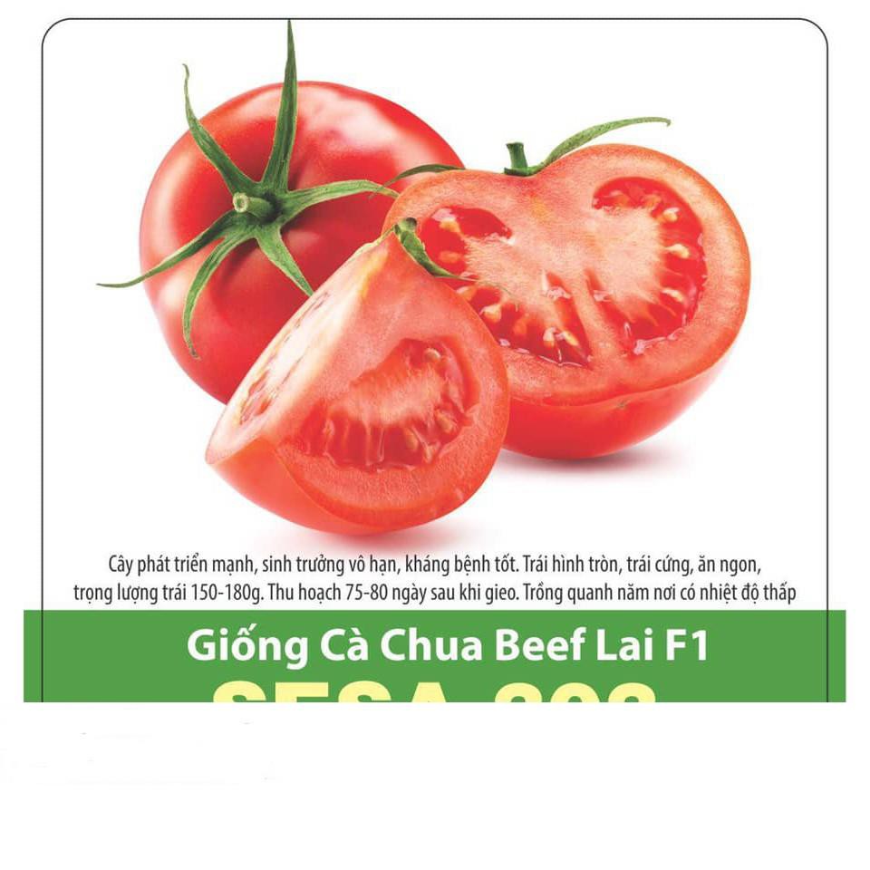 Hạt Giống Cà Chua Beef Sai Trái (3 Hạt)