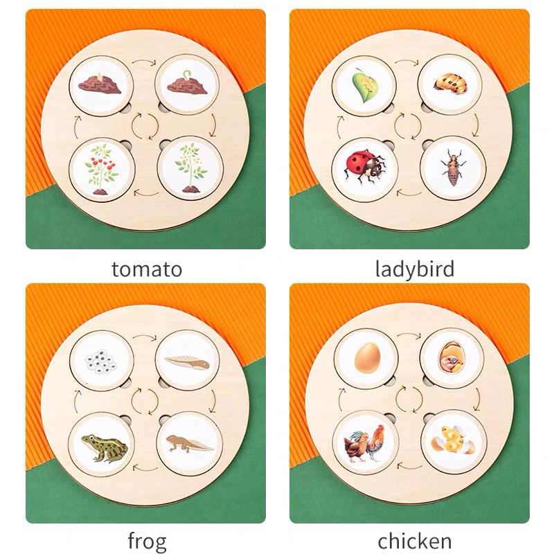 Bộ Thẻ Xếp Hình Vòng Đời Của Động Vật Theo Phương Pháp Montessori
