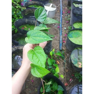 Cây giống trầu không