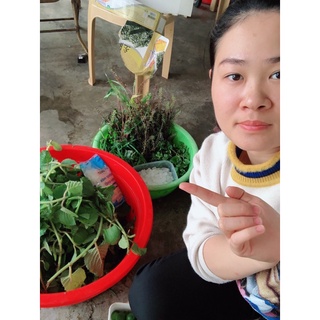 SIRO HÚNG CHANH (Mẹ Sâuty)