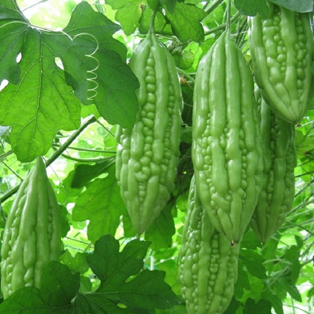 Hạt giống Khổ Qua