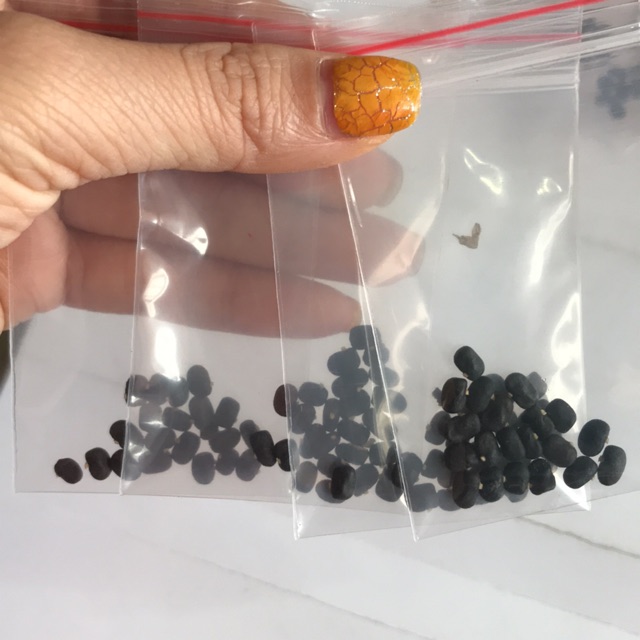 20 hạt hoa đậu biếc