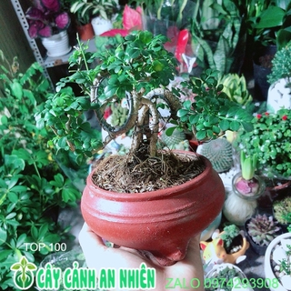 Chậu Cây Cần Thăng Bonsai