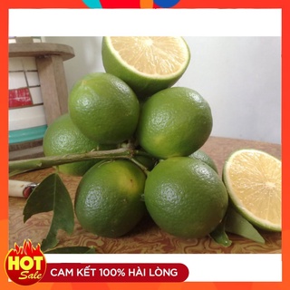 Cây Giống Chanh Không Hạt ( 3 Cây )  Có Quả Sau 12 Tháng trồng