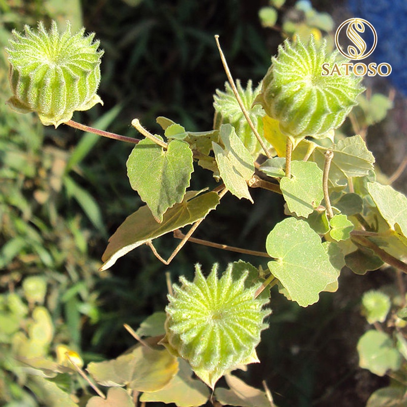 Cây cối xay khô SATOSO 1kg thượng hạng hỗ trợ tốt cho sức khỏe SA45