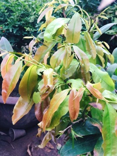 BUNG ĐỌT RA RỄ MAI VÀNG - CAN 5L