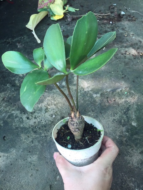 THIÊN TUẾ MÊXICO