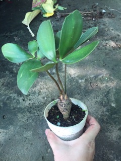 THIÊN TUẾ MÊXICO