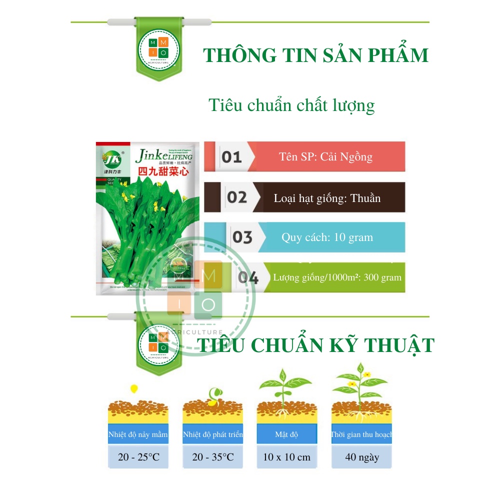 Hạt giống rau cải ngồng Đài Loan chịu nhiệt