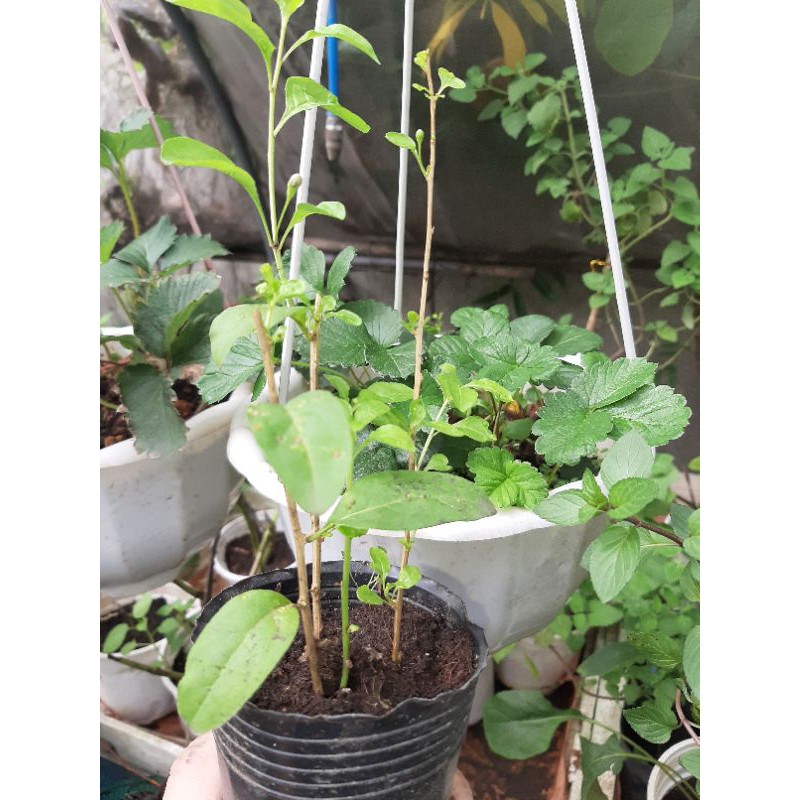 Cây giống kỷ tử loại nhỏ