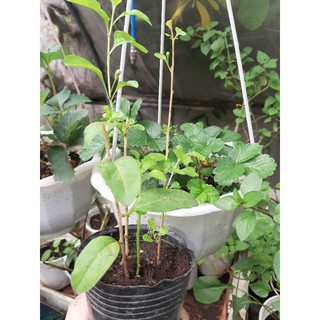 Cây giống kỷ tử loại nhỏ