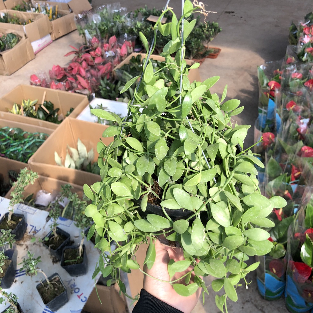 Cây dollar - dola giỏ treo ngọn dài 20cm sum suê lá tròn bắt mắt thích hợp trang trí ban công