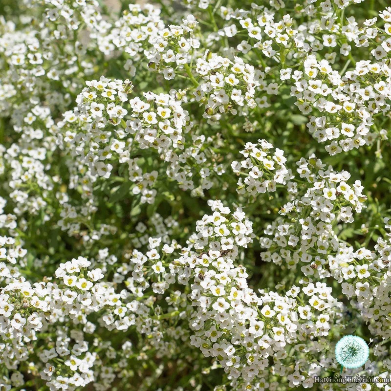 Hạt Giống Hoa Ngàn Sao Thảm Tuyết - SL: 100 HẠT