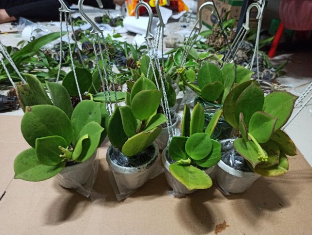 Lan cẩm cù lá xếp hoa thơm