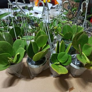 Lan cẩm cù lá xếp hoa thơm