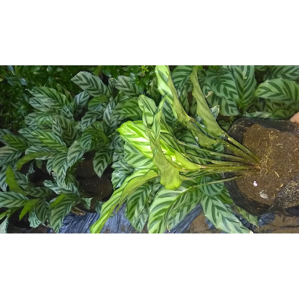 Cây đuôi công sọc xanh CALATHEA CONCINNA