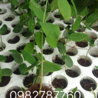hạt giống hoa đậu biếc 50 hạt