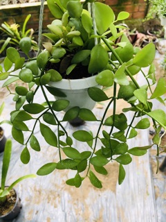 Lan Hạt dưa xanh