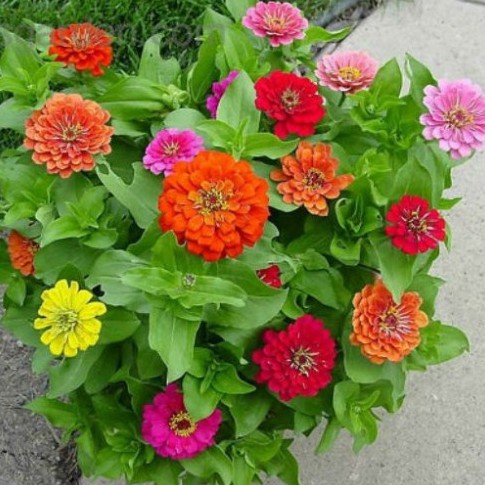 Hạt Giống Hoa Cúc Lá Nhám (gói 150 hạt, tặng phân)