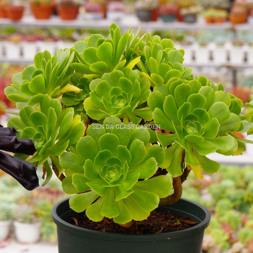 Sen đá Aeonium xanh GLASS GARDEN size đại 30cm nhiều đầu , thuần khí hậu Đà Lạt