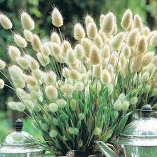 HẠT GIỐNG CỎ ĐUÔI THỎ GÓI 0,2G
