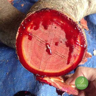Cây cỏ máu (1kg) - OLF013