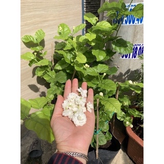 CÂY NHÀI TRÀ ( Cao 30-40cm)