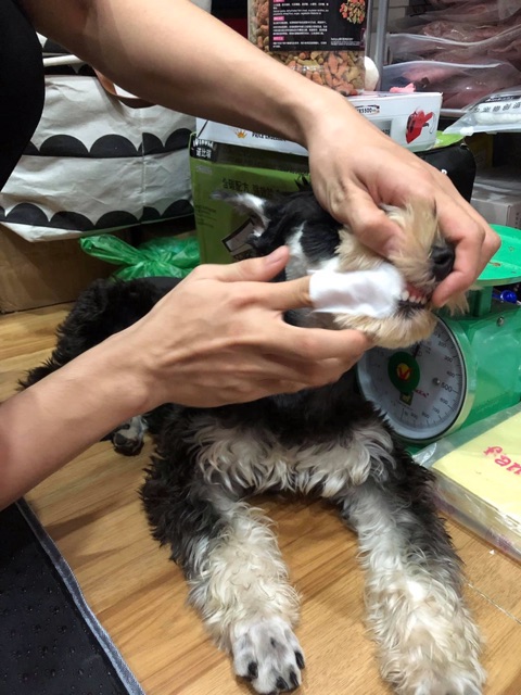 Sản phẩm lau răng cho thú cưng