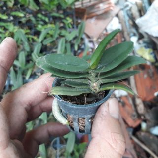 Ngọc điểm lá mít đủ màu