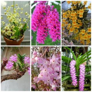 Combo 6 loại hoa lan rừng