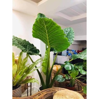 🍀HÀNG ĐẸP🍀Cây Ráy Voi chơi kiểng lá( mua hai tặng 1 cây nhỏ)