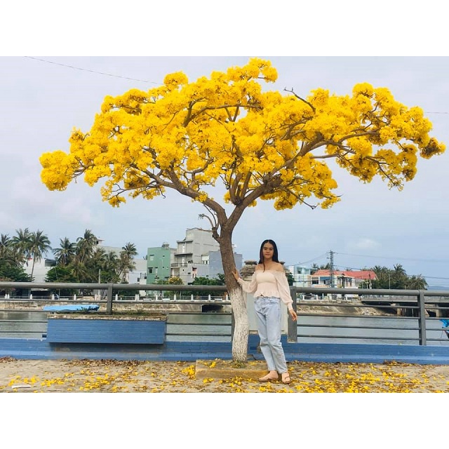 Cây Chuông Vàng - cây hoàng yến - caykiengsadec