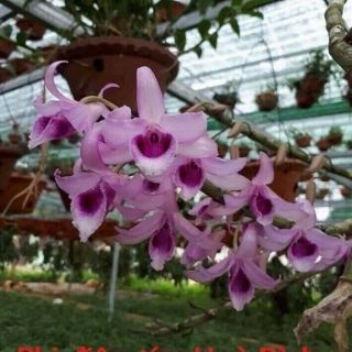Combo hai chậu cây giống phi điệp tím Hoà Bình