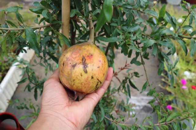 Lựu thái đang trái