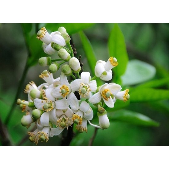 Phân bón vi lượng dưỡng hoa, giúp ra hoa nhanh- chai 500ml.
