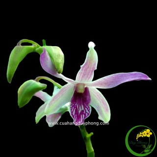 HOA LAN DENDRO NẮNG – URAWAN | Lưỡi hoa siêu độc lạ