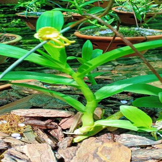 Hoa lan phi điệp - 5ct người đẹp bình dương(gieo hạt,cây năm 1,cao12cm)