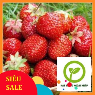 hạt giống dâu tây đỏ quả to F1 100 hạt HAT F1