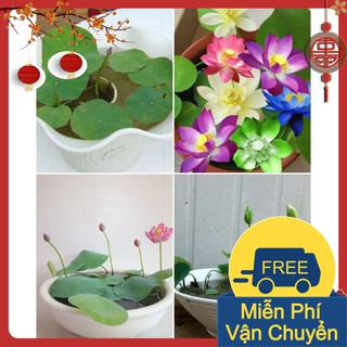 Phân Bón Chuyên Dùng Cho Hoa Sen Mini Nhật - Gói 500Gram