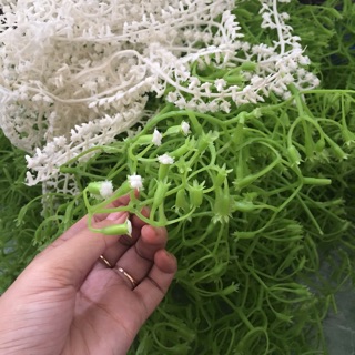 100gr Cành chia tú cầu ( cành chia + nhị trắng)